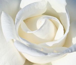 "White Rose", de Dosbears